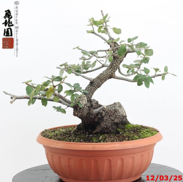Quercus ilex - Image 2