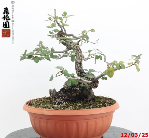 Quercus ilex - Image 4