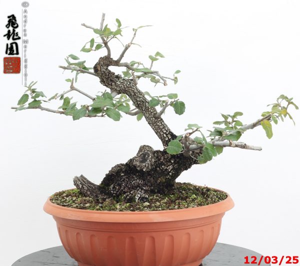Quercus ilex - Image 5