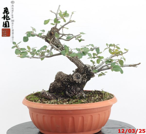 Quercus ilex - Image 7