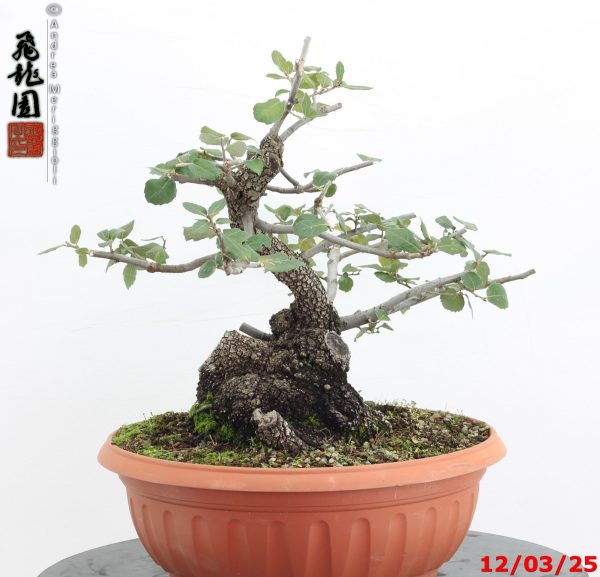 Quercus ilex - Image 8