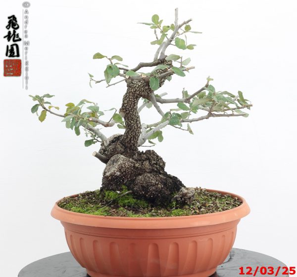 Quercus ilex - Image 9