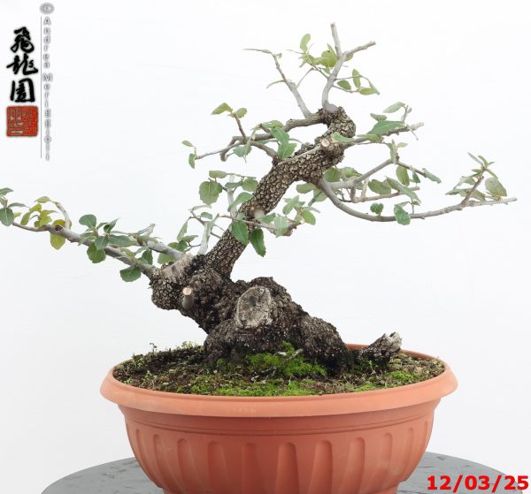 Quercus ilex - Image 10
