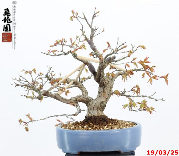 Acer palmatum shohin