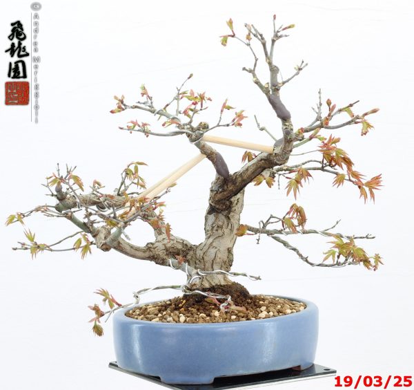 Acer palmatum shohin - immagine 2