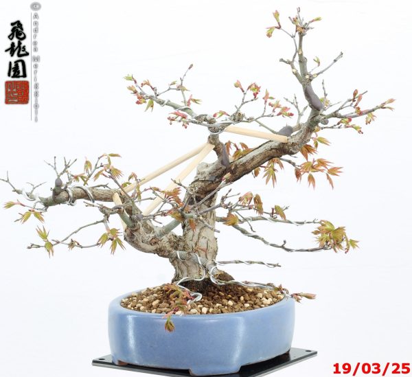 Acer palmatum shohin - immagine 3