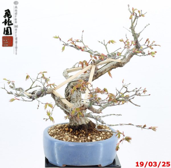 Acer palmatum shohin - immagine 4
