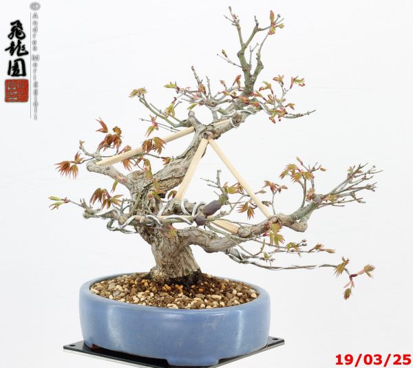 Acer palmatum shohin - immagine 5