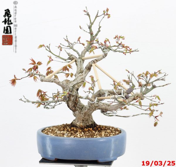 Acer palmatum shohin - immagine 6