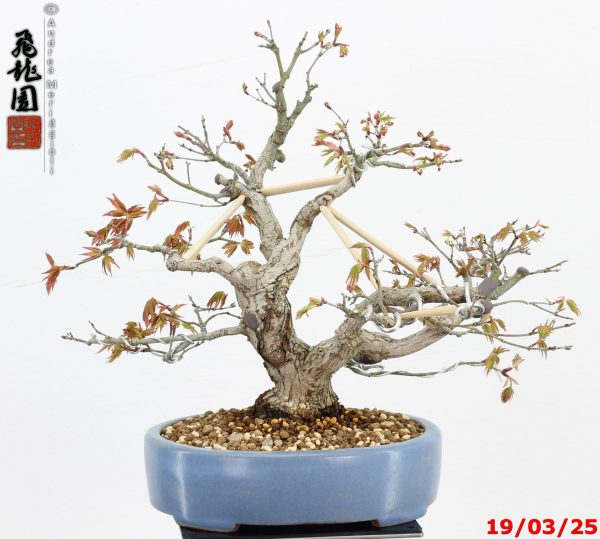 Acer palmatum shohin - immagine 7