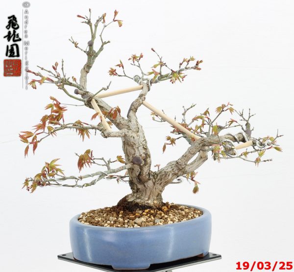 Acer palmatum shohin - immagine 8
