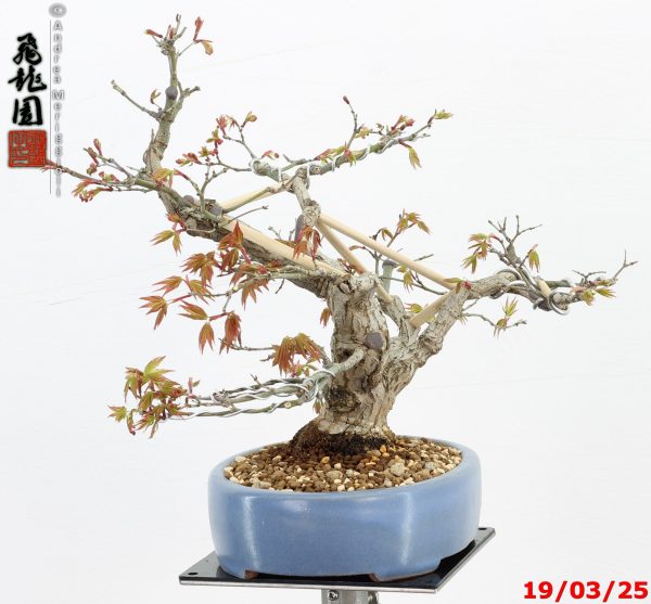 Acer palmatum shohin - immagine 9