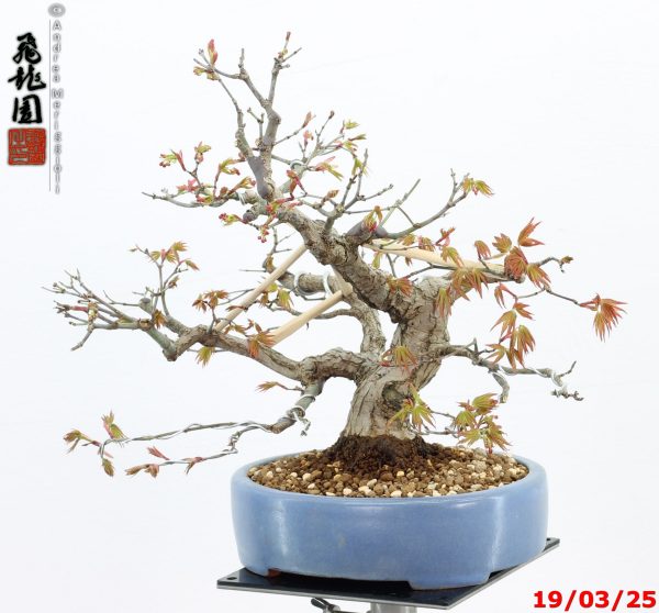 Acer palmatum shohin - immagine 11