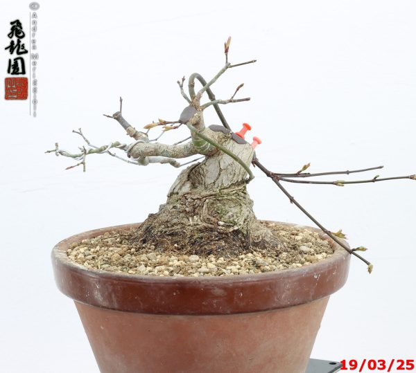 Acer palmatum shohin