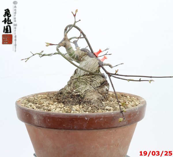 Acer palmatum shohin - immagine 2