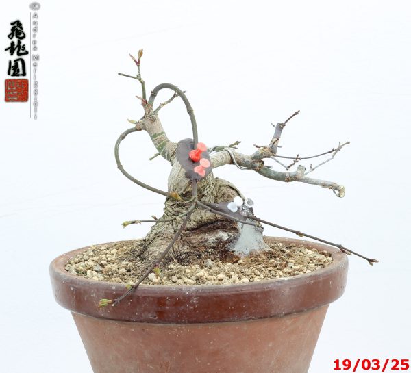 Acer palmatum shohin - immagine 3