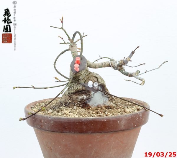 Acer palmatum shohin - immagine 4