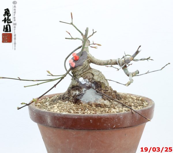 Acer palmatum shohin - immagine 5