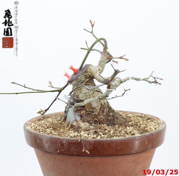 Acer palmatum shohin - immagine 6