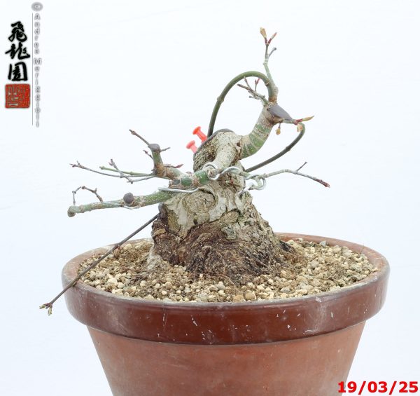 Acer palmatum shohin - immagine 7
