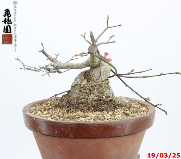 Acer palmatum shohin - immagine 8