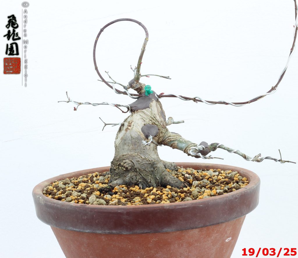 Acer palmatum deshojo shohin