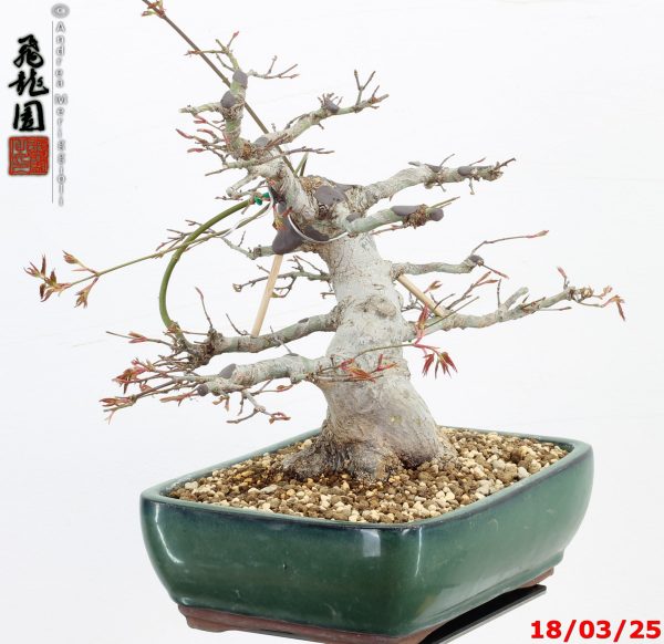 Acer palmatum - immagine 3