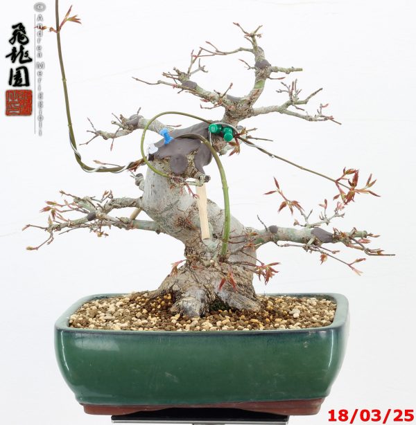 Acer palmatum - immagine 6