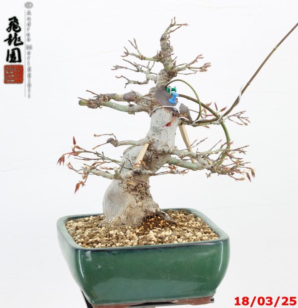 Acer palmatum - immagine 9