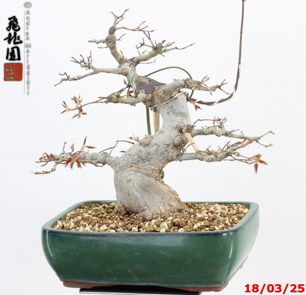 Acer palmatum - immagine 11