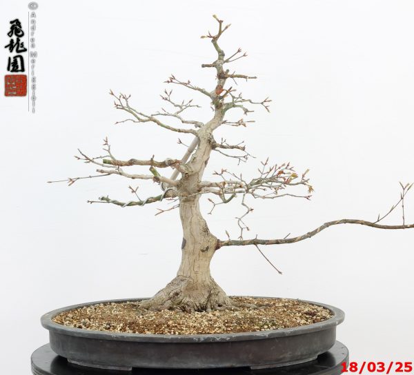 Acer palmatum