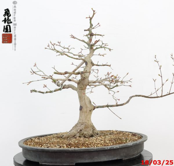 Acer palmatum - Image 2