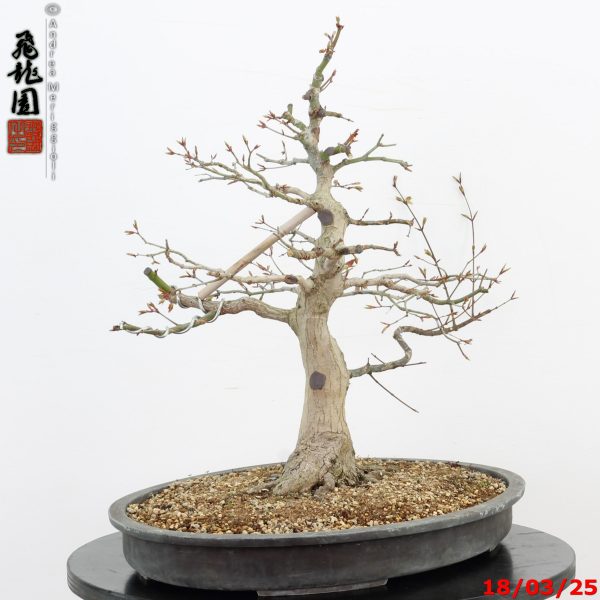 Acer palmatum - Image 3