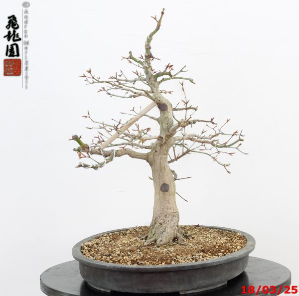 Acer palmatum - Image 4