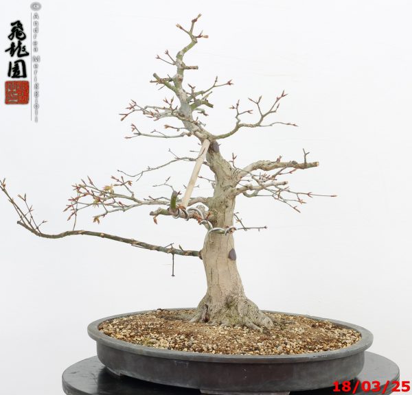 Acer palmatum - Image 5