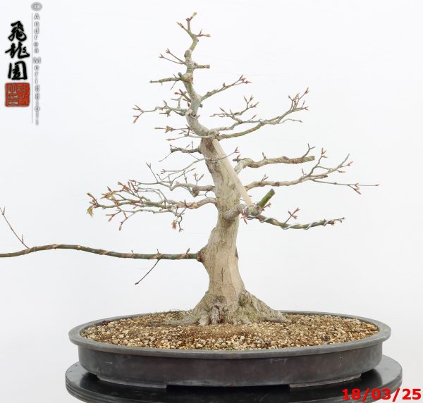 Acer palmatum - Image 6