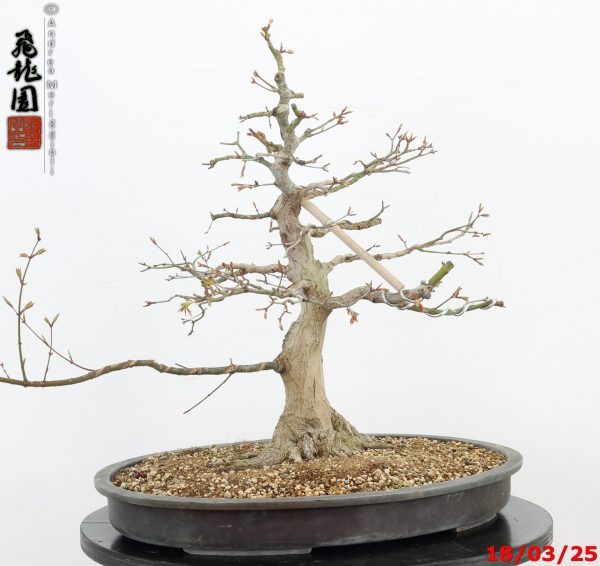 Acer palmatum - Image 7