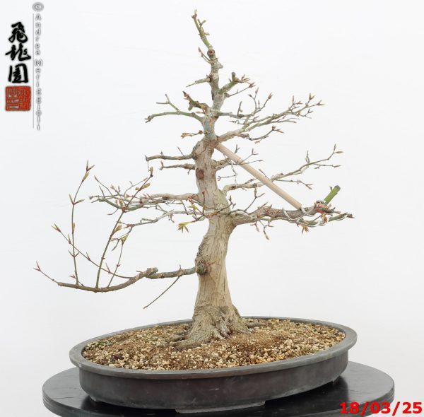 Acer palmatum - Image 8
