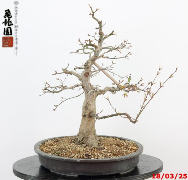 Acer palmatum - Image 9