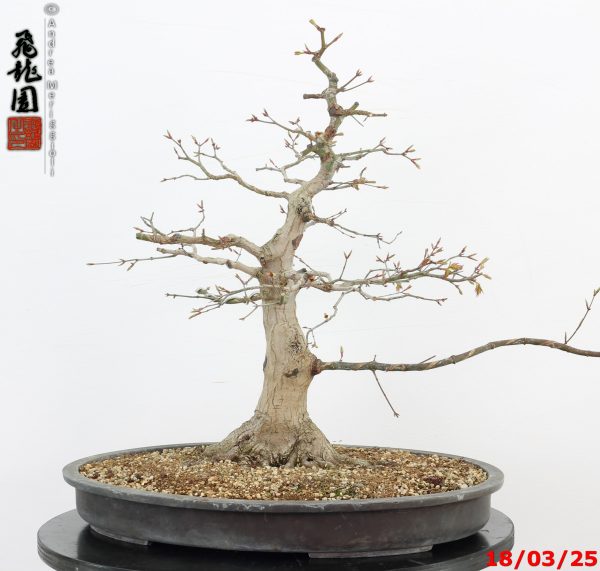 Acer palmatum - Image 10