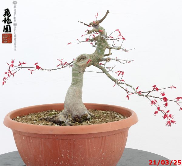 Acer palmatum deshojo