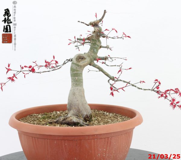 Acer palmatum deshojo - immagine 2