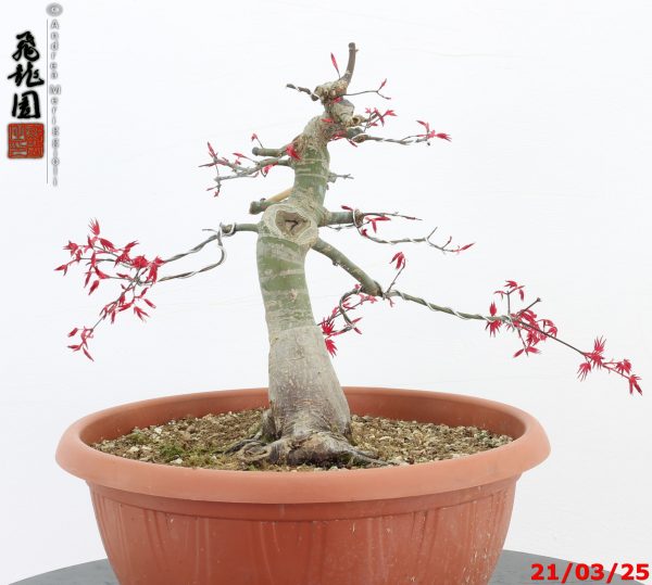Acer palmatum deshojo - immagine 3