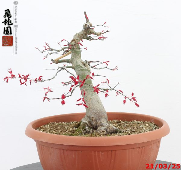 Acer palmatum deshojo - immagine 4