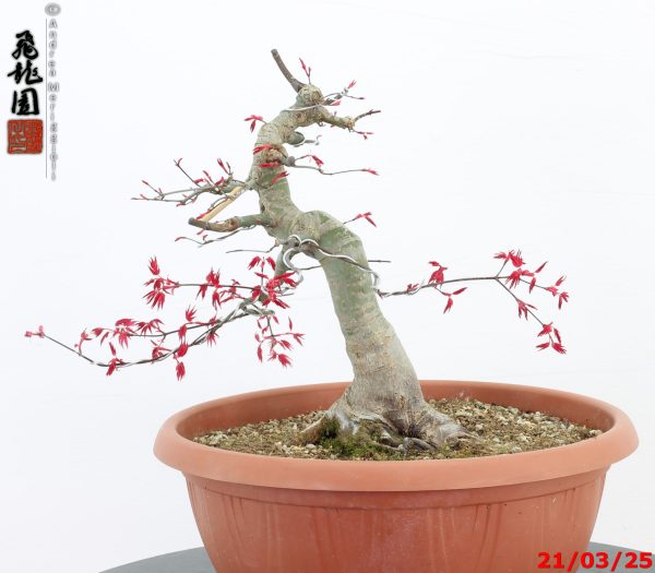 Acer palmatum deshojo - immagine 5