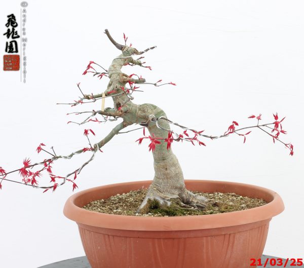 Acer palmatum deshojo - immagine 6