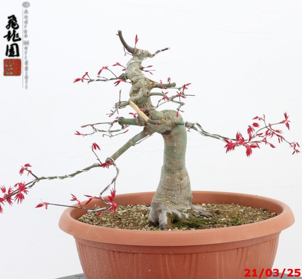 Acer palmatum deshojo - immagine 7