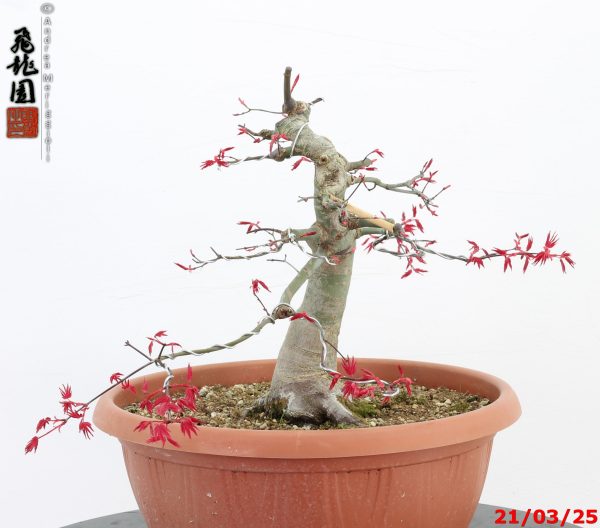 Acer palmatum deshojo - immagine 8