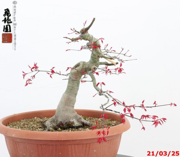 Acer palmatum deshojo - immagine 9