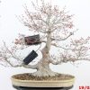 Acer palmatum